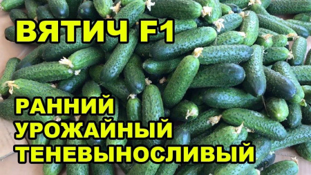 Семена огурца Вятич